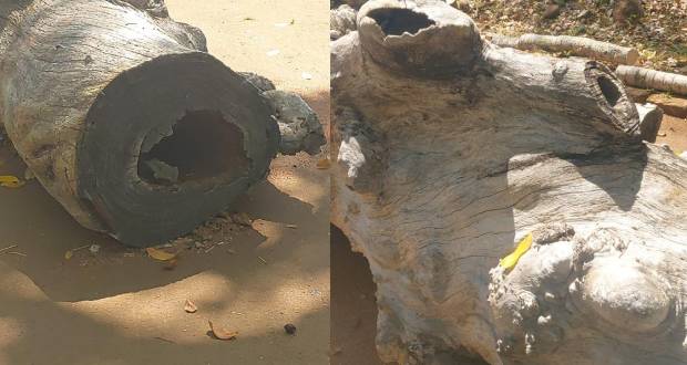 Telfair Public Beach: The Beach Authority Justifies the Cutting of Four Trees