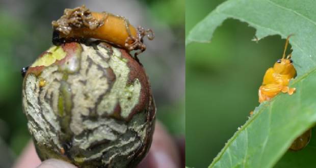 Le prunier de Cythère menacé par le «hog plum beetle»
