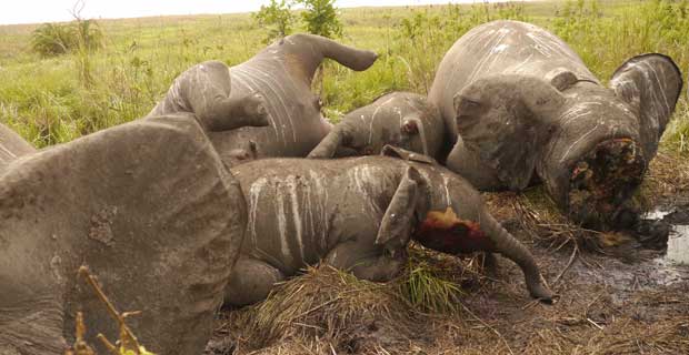 86 éléphants tués par des braconniers au Tchad en deux jours