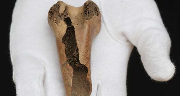 Vente aux enchères: un rare fragment d’os de dodo estimé à Rs 750 000 