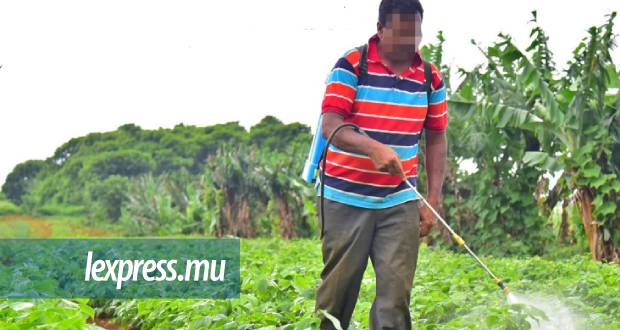 16,18 % de pesticides non recommandés retrouvés dans des cultures locales