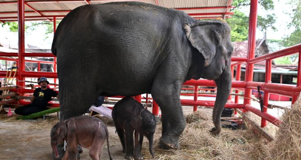 Thaïlande: rare naissance d'éléphants jumeaux