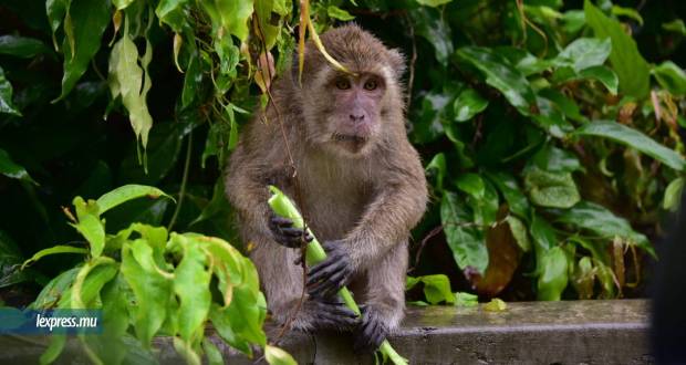 Les macaques contribuent à la dégradation de la biodiversité