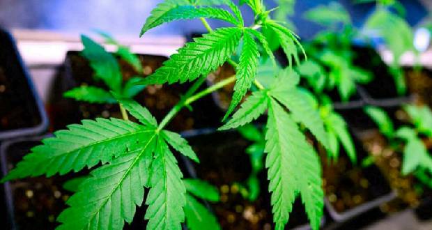 Légalisation du cannabis récréatif : feu vert du Parlement allemand