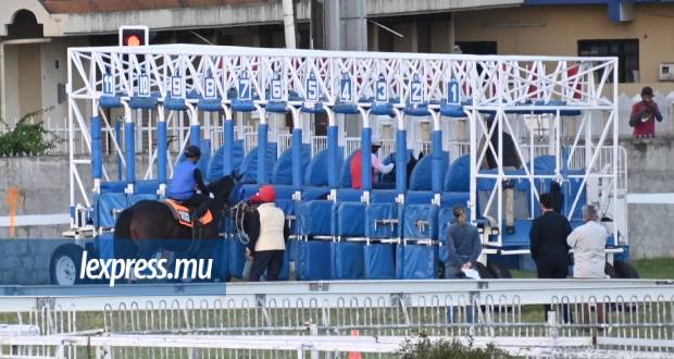 Horse Racing: Barrier Trials at Champ-de-Mars: The Horse Willie John Seeks Validation