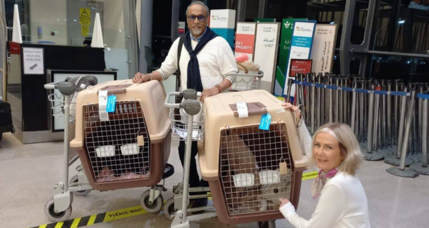 Une nouvelle vie pour quatre chiens rescapés