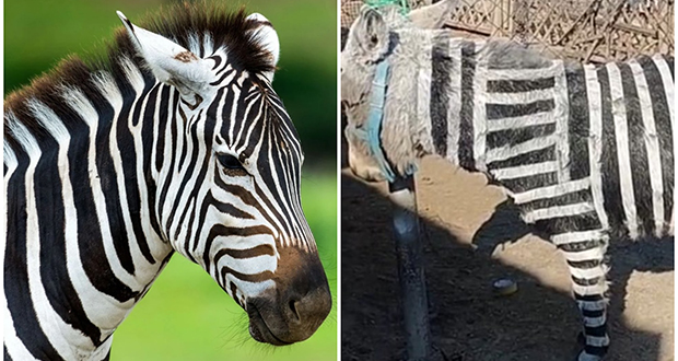 Un zoo admet avoir peint des ânes pour les faire ressembler à des zèbres