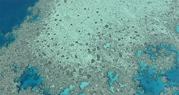 Le lagon de Mayotte en danger face au 4ème blanchissement mondial des coraux
