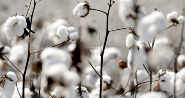 Trade with the United States: High-Quality American Cotton for Mauritian Textiles