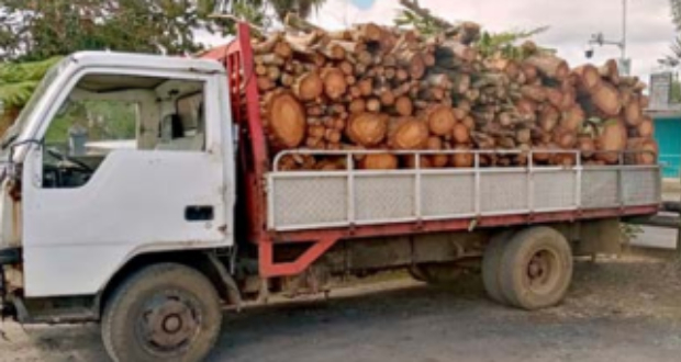 Endemic Timber Trafficking: A Policeman Attacked by Three Individuals