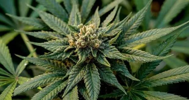 Le gouvernement va bientôt bannir l'usage récréatif de cannabis