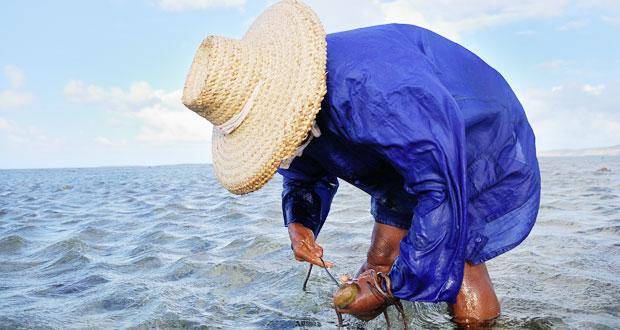 Rodrigues: The Tradition of Octopus Fishing Continues
